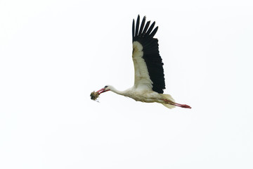 A stork flies in white background