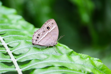 Long-brand bushbrown (Mycalesis visala)
