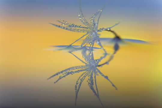 Single dandelion seed  with warterdrops reflected in the water.