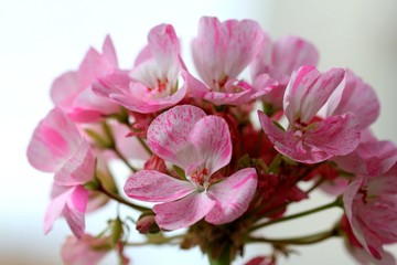 Pink geranium flowers close up
