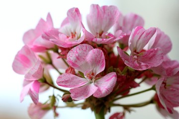 Naklejka na ściany i meble Pink geranium flowers close up