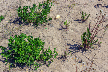 Green plants growing up on dried cracked land, soil. Desolate earth with little grass. Eco earth day or hope concept.