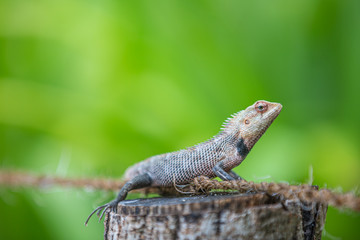 Garden lizard or changeable lizard (Calotes versicolor in Latin). Beautiful bright reptile in jungle. Tropical animal