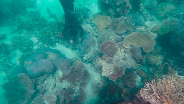 Coral underwater Great Barrier Reef. Diver underwater in Colorful coral ecosystems, beautiful ocean. Clear blue turquoise sea. Coral reef and fish. Coral bleaching, endangered, marine life. Australia