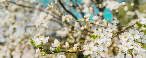 Branches of cherry blossoms. Light vintage cross-processing and panoramic frame. Springtime concept