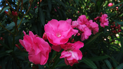 Fototapeta premium Oleander flower plant landscape