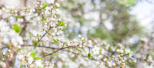 Branches of cherry blossoms on light background