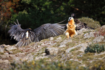 The bearded vulture (Gypaetus barbatus), also known as the lammergeier or ossifrage on the feeder. Two Adult bird scavenger on meadow, one juvenile behind them. An unusual flock of vultures together.