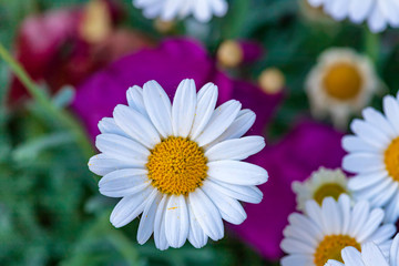 Obraz premium Top view of white daisy flower head close-up on a floral background