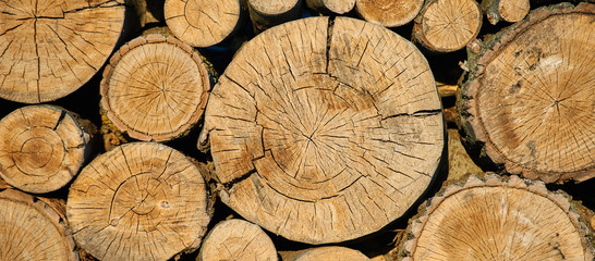 Felling from a tree, sawn trees. Theme of mass deforestation