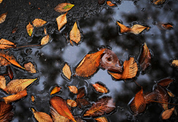 Obraz premium Autumn background. Texture of colorful autumn leaves.