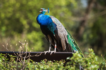 Fototapeta premium Beautiful peacock singing in the park on a sunny day