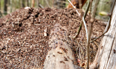 Close up of the anthill full of ants in the forest