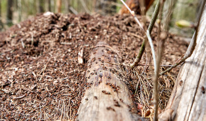 Close up of the anthill full of ants in the forest