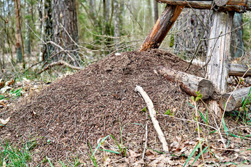 Big anthill in the forest during spring time