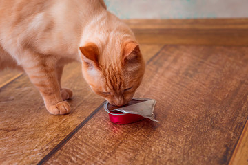 cat eats cat food from packaging