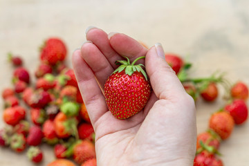 Obraz premium Female hand holding Freshly picked juicy strawberries on wooden background. Natural organic food production. Heap of summer red berries. Homegrown, gardening and agriculture consept. Healthy eating