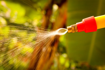 gardener watering the lawn in the garden