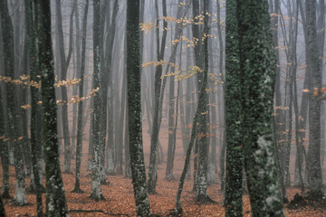 Foggy beech forest with fallen leaves in Autumn