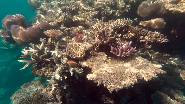 Coral underwater Great Barrier Reef. Colorful coral ecosystems in beautiful ocean. Clear blue turquoise sea. Coral reef, underwater scene and fish. Coral bleaching, endangered, marine life. Australia