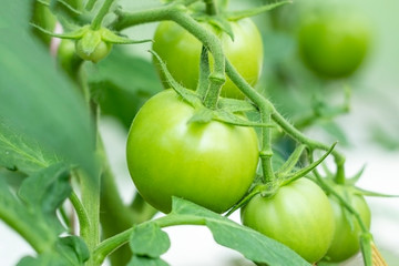 A bunch of organic unripe green tomato in a greenhouse. Homegrown, gardening and agriculture consept. Natural vegetable organic food production, backlight