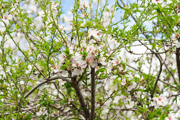 Beautiful almond blossom. Spring almond tree with white and  pink flowers on the branches. Magical and natural Background. Close up of flowering almond trees.  Blue cloudy sky.
