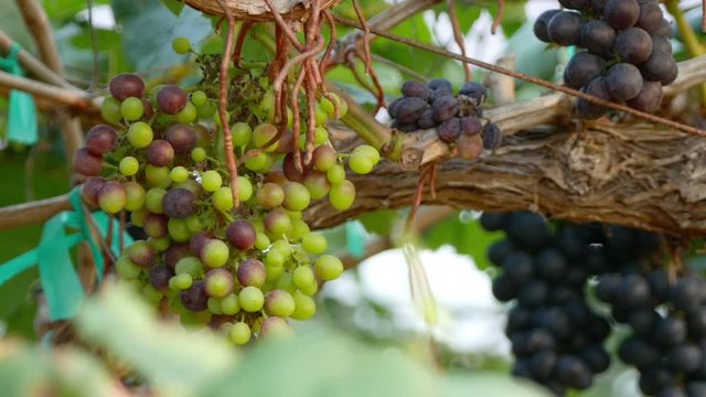 grapes with green leaves on the vine fresh fruits