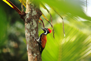 butterfly on a branch