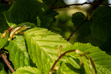 Makroaufnahme von grünen Buchenblättern vor unscharfem Hintergrund