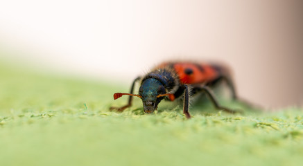 Detail of a red and black beetle on a green cloth