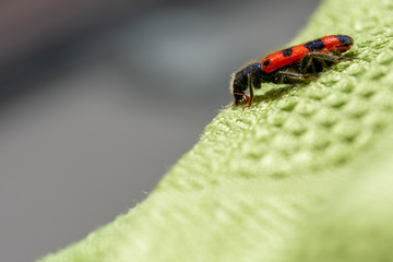 Detail of a red and black beetle on a green cloth