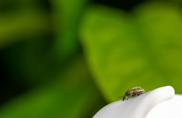 Detail of a weevil on a white stick with green background