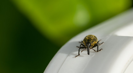 Detail of a weevil on a white stick with green background