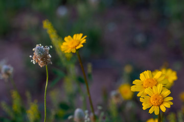 Wild yellow flowers in the field