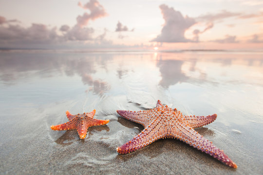 Two starfish on beach