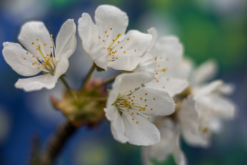 kwitnące kwiaty czereśni © szemisz