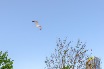 Pigeon over flying the sky at sunset