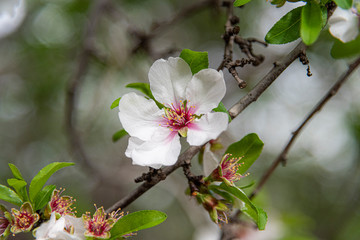 Beautiful almond blossom. Spring almond tree with white and  pink flowers on the branches. Magical and natural Background. Close up of flowering almond trees.