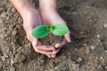 Planting a young seedling. Close-up.