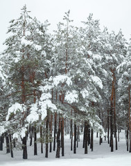 Coniferous trees in the snow.