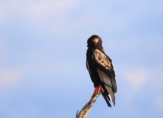 Bataleur Eagle - Gaukler - in Tsavo East National Park, Kenya, Africa