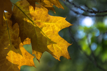 prześwitujący żółty liść dębu