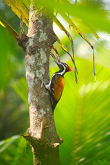 bird on a branch, The black-rumped flameback, also known as the lesser golden-backed woodpecker 
