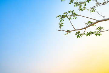 Low angle of colorful upper tree branches reaching for the sky in the evening. Beautiful green trees reaching towards the blue sky or Colorful sky. Treetops with blue sky.