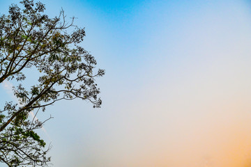 Low angle of colorful upper tree branches reaching for the sky in the evening. Beautiful green trees reaching towards the blue sky or Colorful sky. Treetops with blue sky.