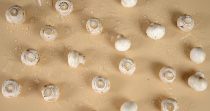 Fresh whole mushrooms falling water drops.
