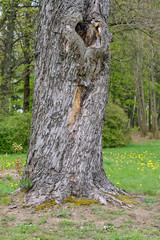 hollow in the trunk of an old tree serves as a nest for birds, close-up