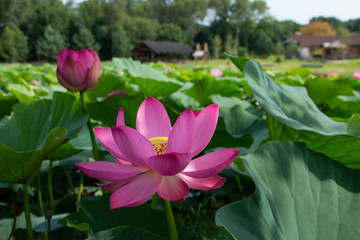 
Lotus of Komarov in the artificially created lake of the Khabarovsk Territory