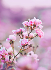 Delicate fragrant pink rose flowers bloom in a beautiful garden, illuminated by soft light. Romance.
