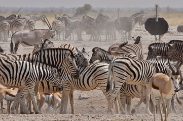 Obraz na płótnie Canvas Etosha Park wildlife